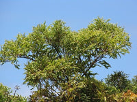 Ming Aralia (Polyscias fruticosa) - Ladybird Nursery