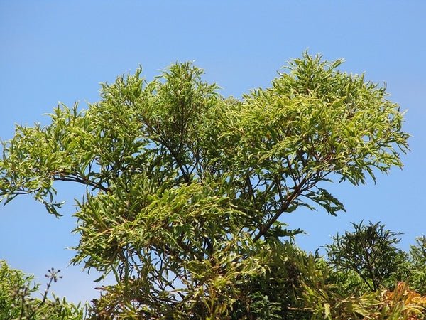 Ming Aralia (Polyscias fruticosa) - Ladybird Nursery