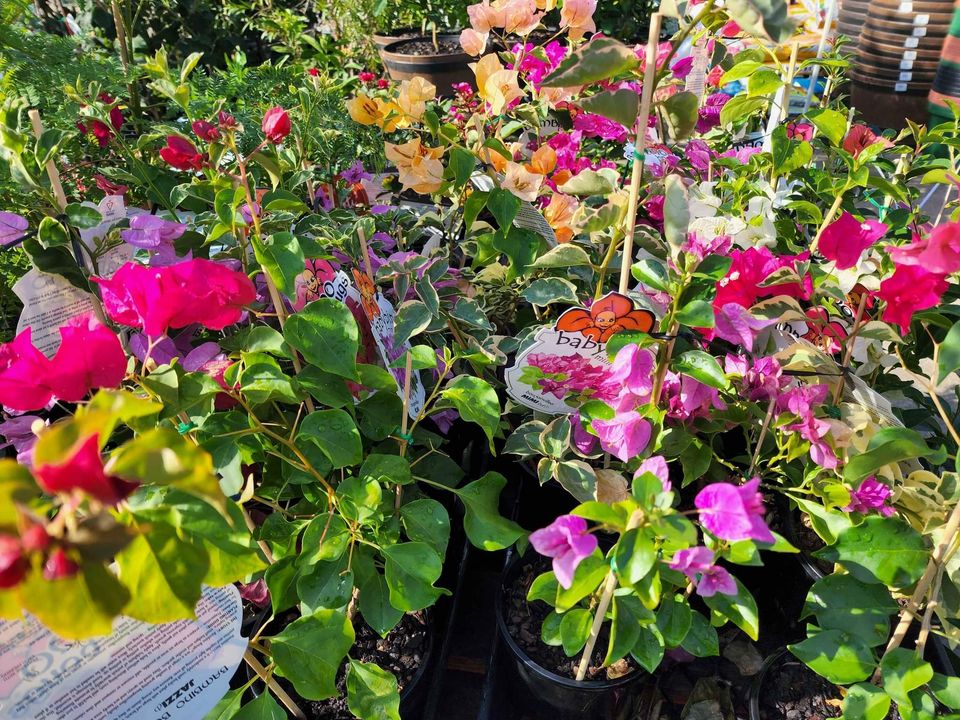 Mini Bougainvillea