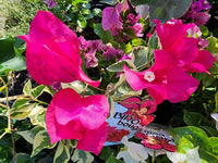 Mini Bougainvillea