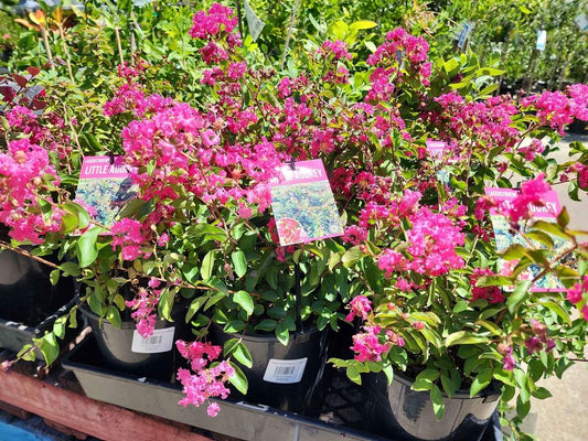 Mini Crepe Myrtle - Ladybird Nursery