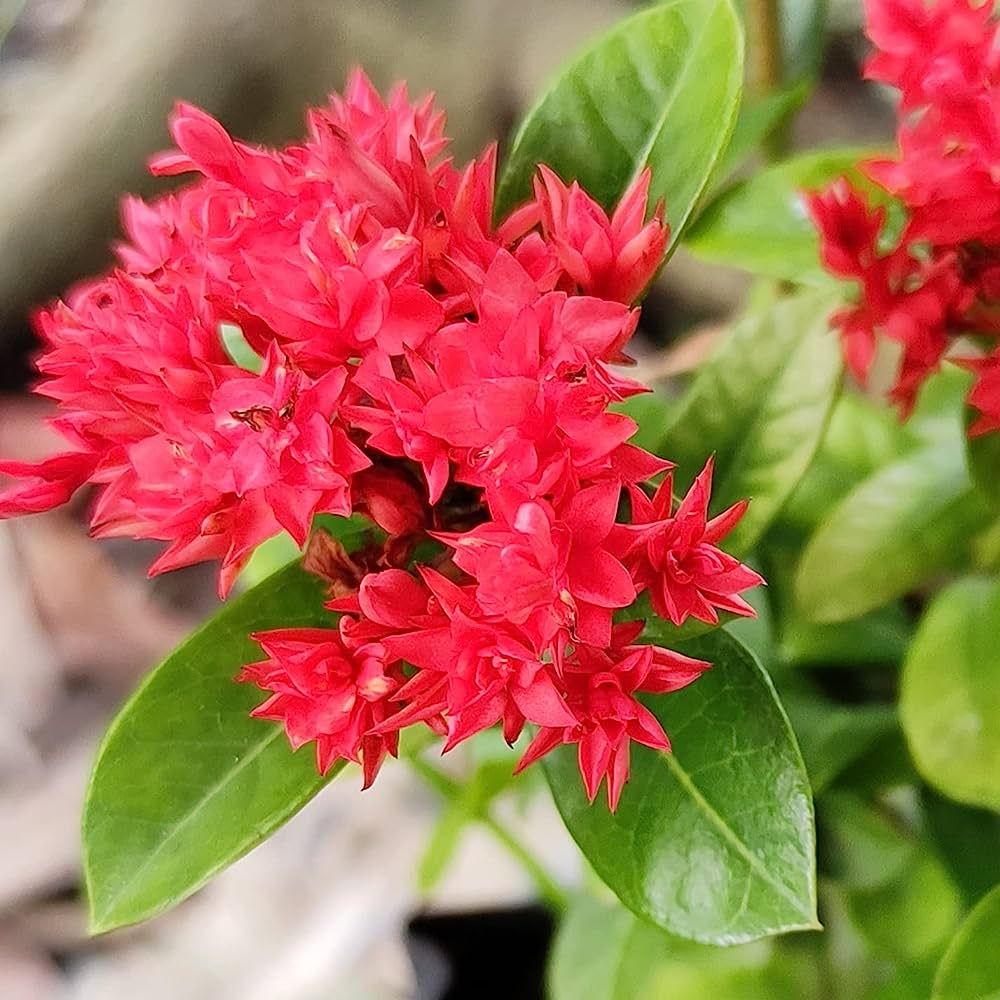 Ixora Splash Variegated (Ixora chinensis)