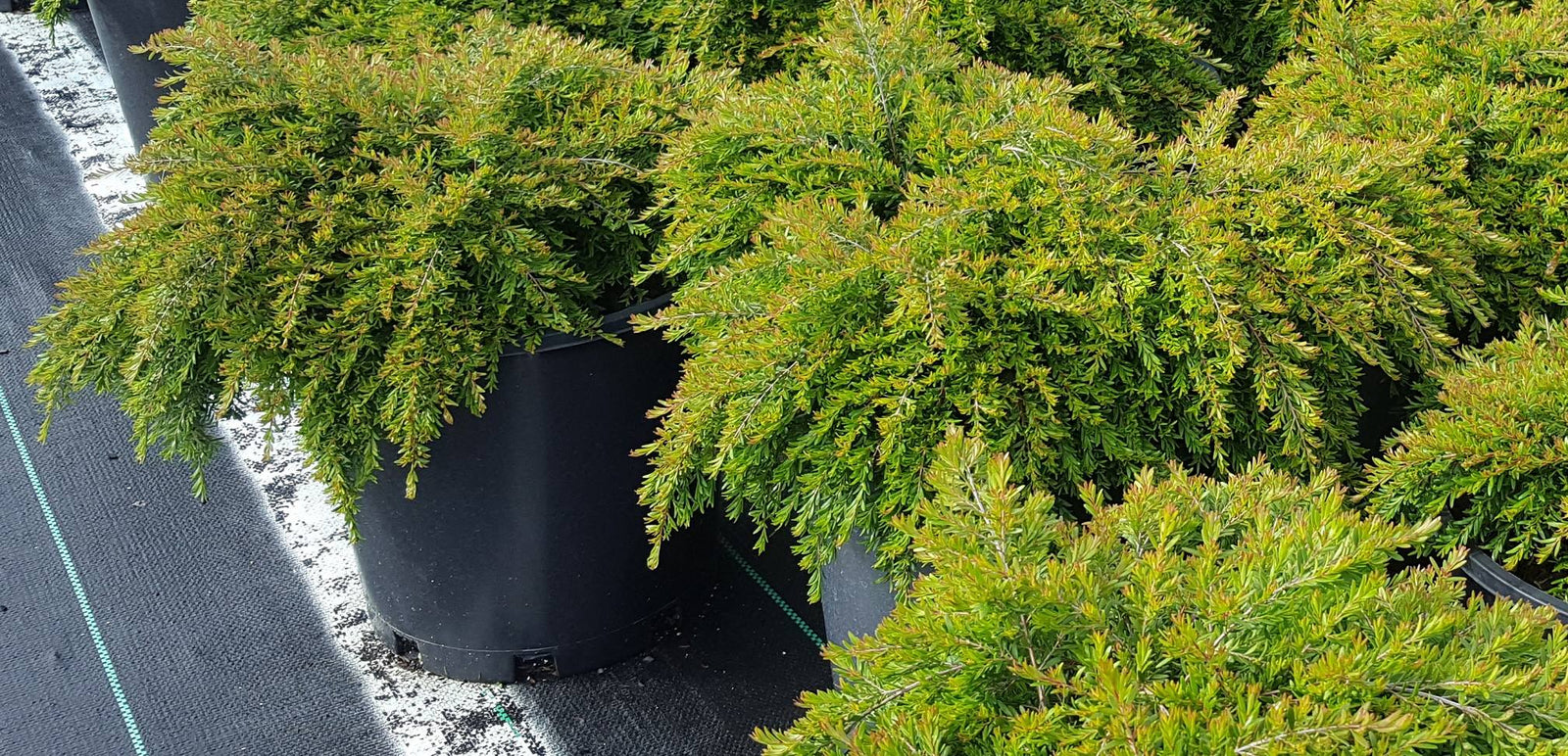 Minima Babingtonia (Babingtonia virgata) - Ladybird Nursery