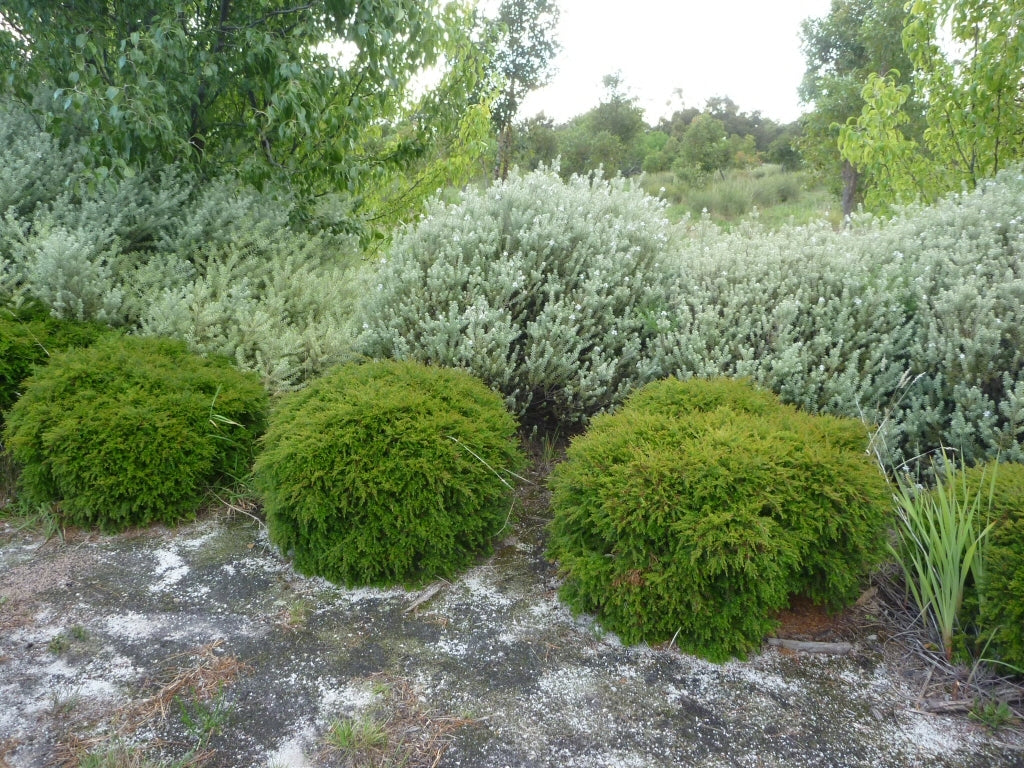 Minima Babingtonia (Babingtonia virgata)