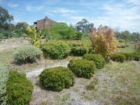 Minima Babingtonia (Babingtonia virgata)