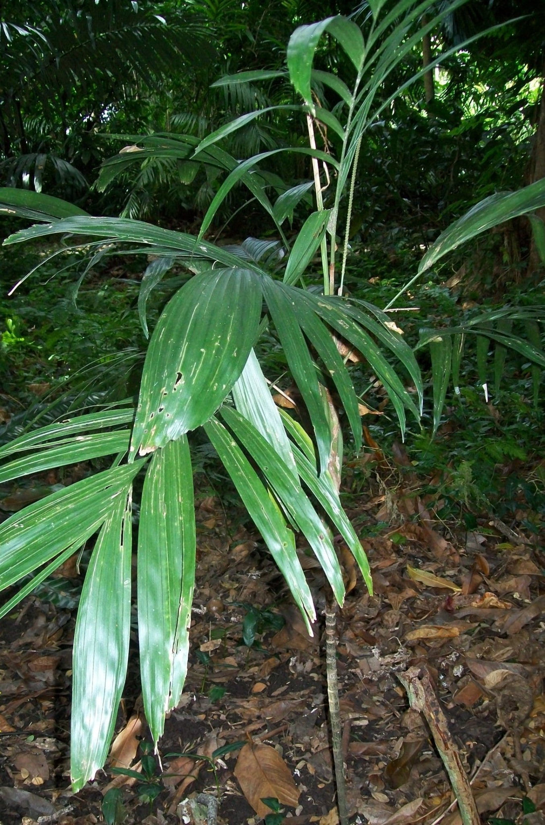 Walking Stick Palm (Linospadix monostachya) - Ladybird Nursery