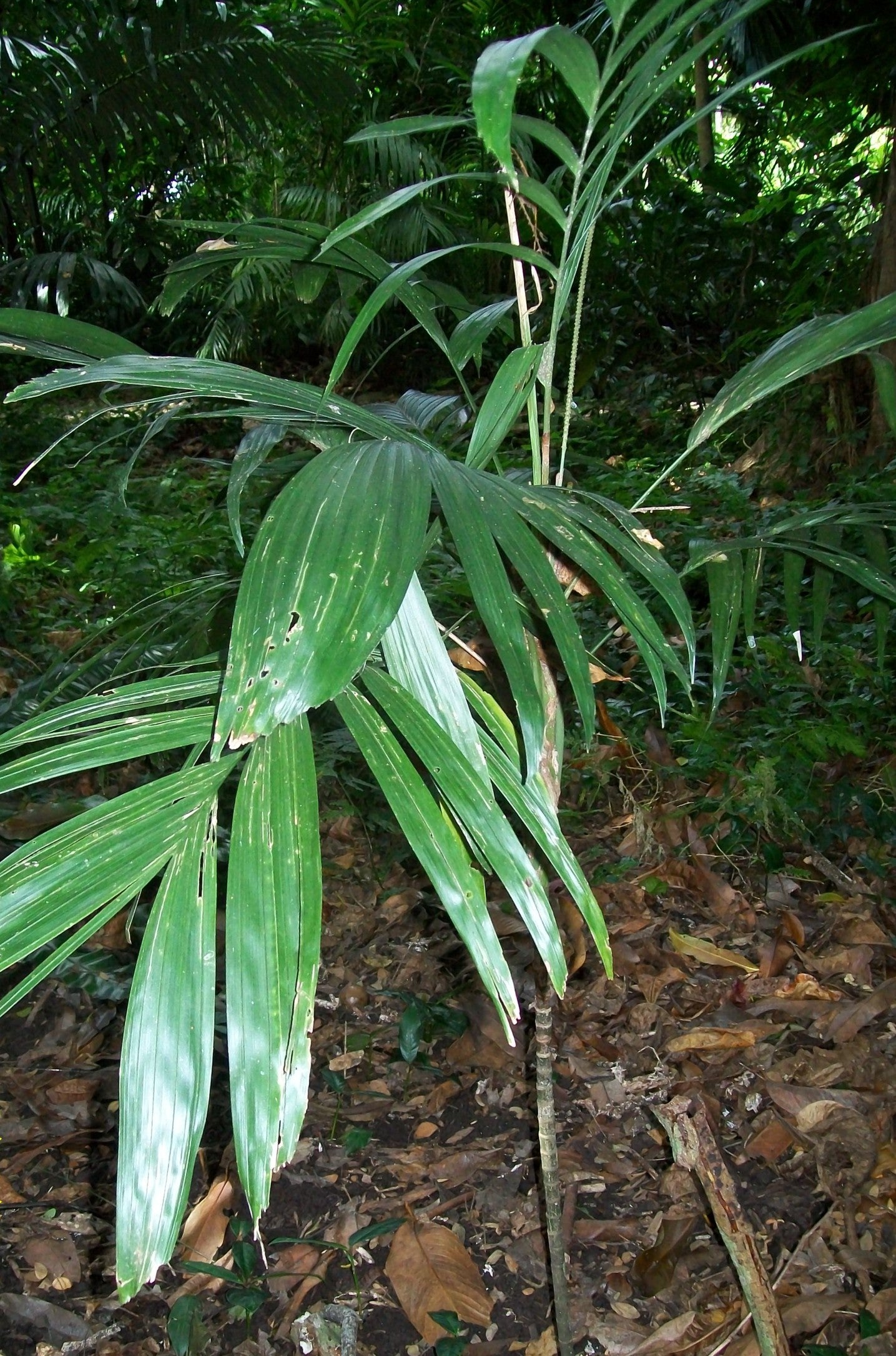 Walking Stick Palm (Linospadix monostachya)