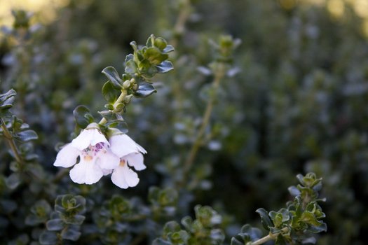 Mint Bush 'Cool Mint™' (Prostanthera cuneatus)