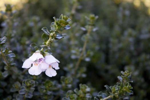 Mint Bush 'Cool Mint™' (Prostanthera cuneatus) - Ladybird Nursery