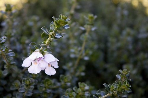 Mint Bush 'Cool Mint™' (Prostanthera cuneatus) - Ladybird Nursery
