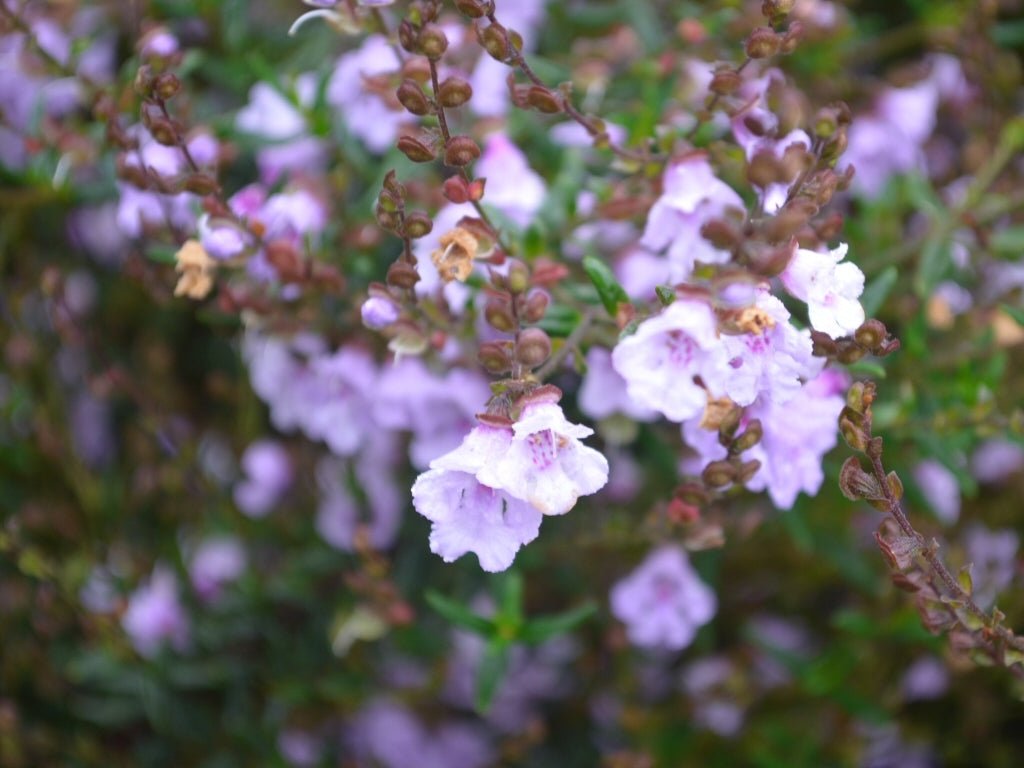 Mint Bush Mauve Mantle (Prostanthera) - Ladybird Nursery