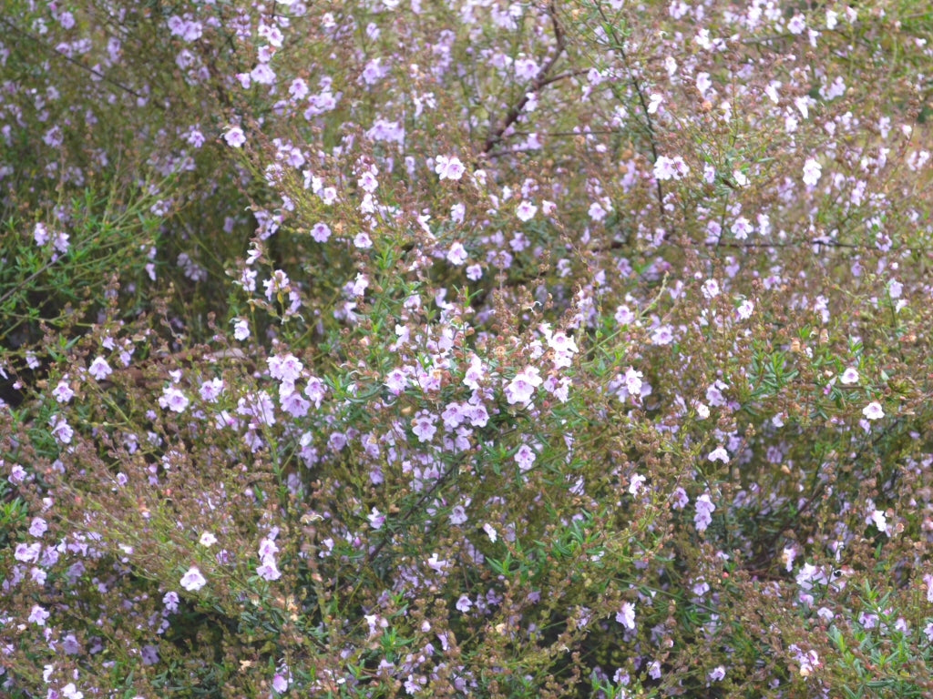 Mint Bush Mauve Mantle (Prostanthera)