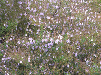 Mint Bush Mauve Mantle (Prostanthera) - Ladybird Nursery