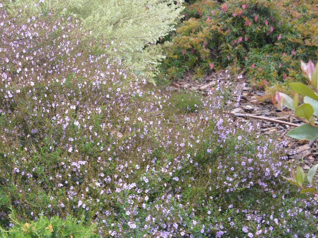 Mint Bush Mauve Mantle (Prostanthera) - Ladybird Nursery