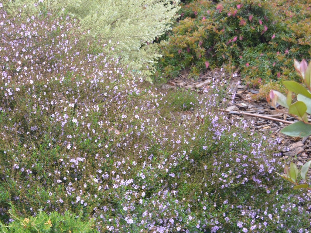 Mint Bush Mauve Mantle (Prostanthera)