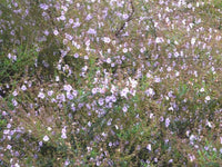 Mint Bush Mauve (Prostanthera melissifolia) - Ladybird Nursery
