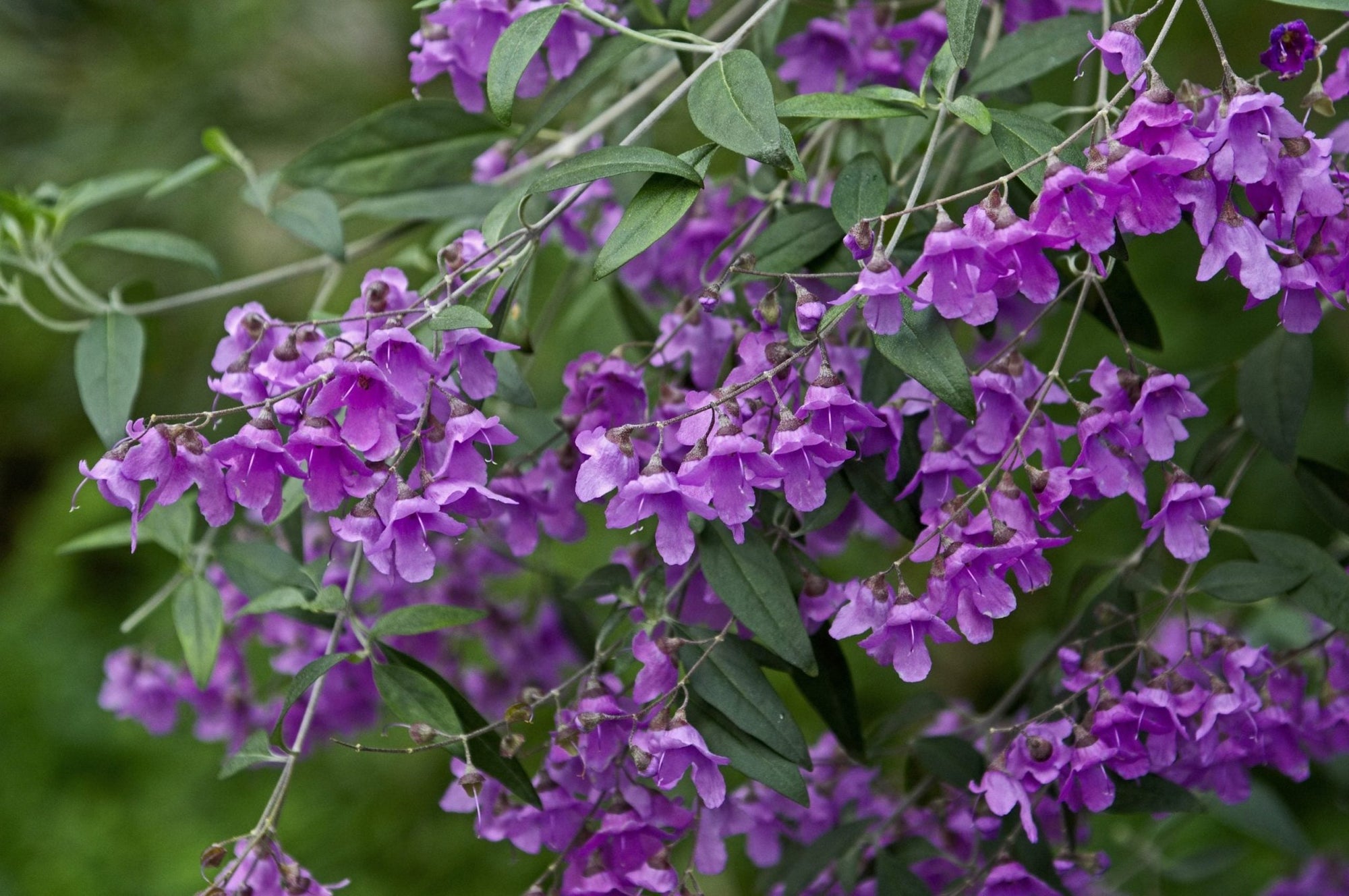 Mint Bush Mauve Mantle (Prostanthera) - Ladybird Nursery