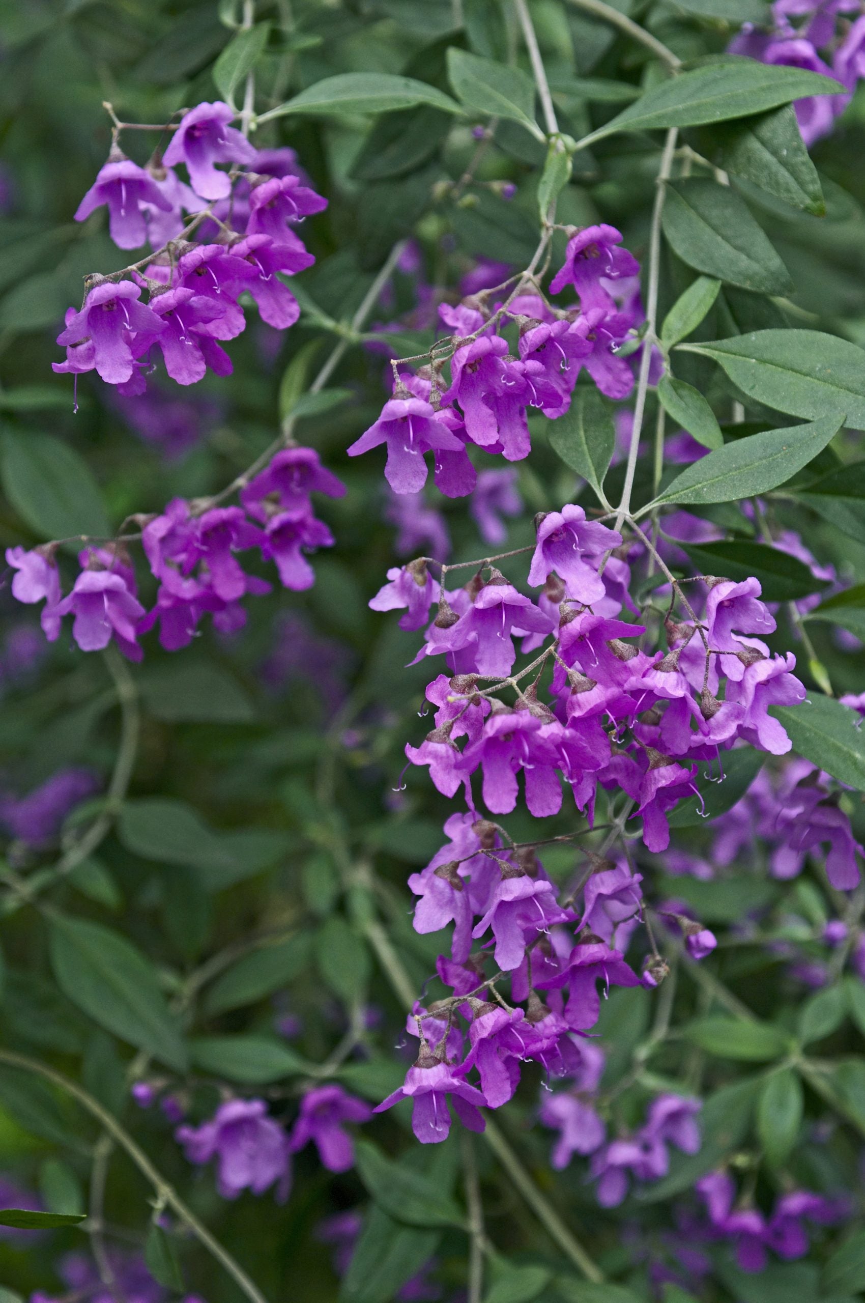 Mint Bush Mauve Mantle (Prostanthera)
