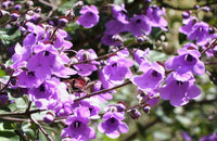 Mint Bush Mauve (Prostanthera melissifolia) - Ladybird Nursery