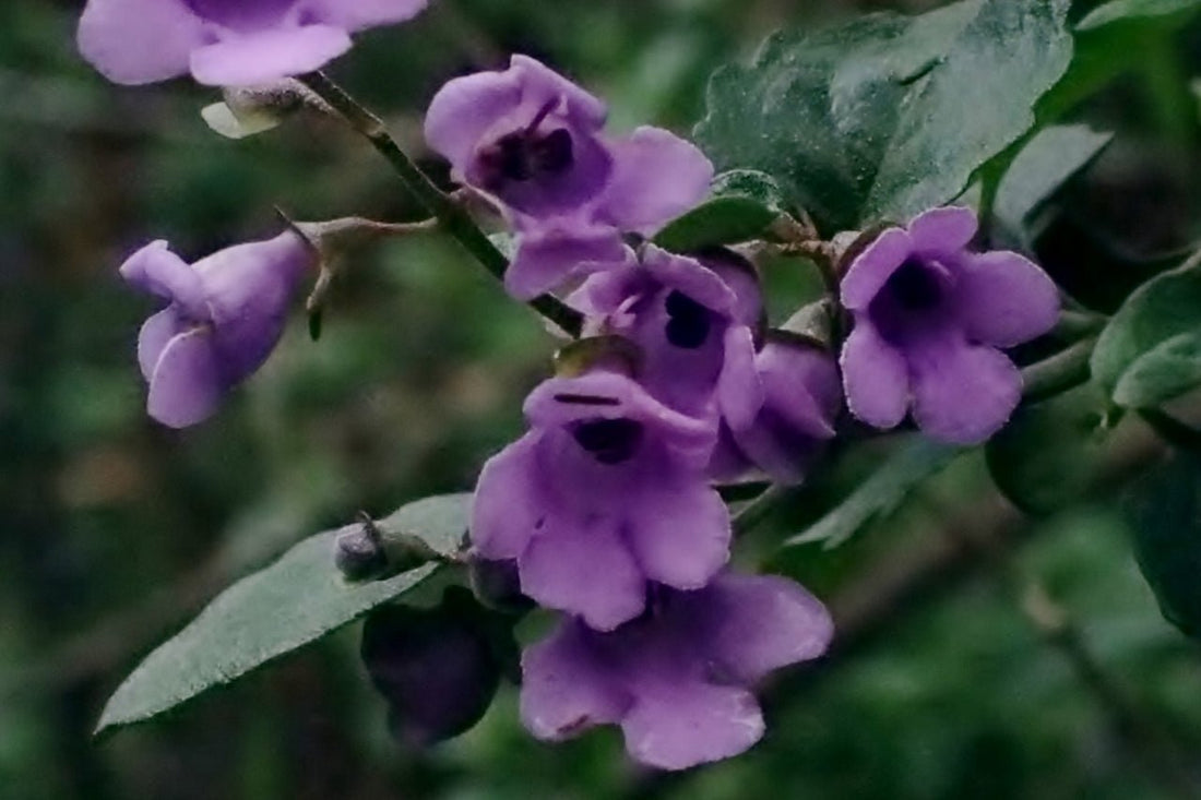Mint Bush Mauve (Prostanthera melissifolia) - Ladybird Nursery
