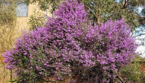 Mint Bush Mauve (Prostanthera melissifolia) - Ladybird Nursery