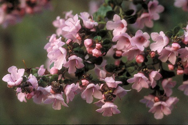 Round - Leaf Mint Bush Pink (Prostanthera rotundifolia) - Ladybird Nursery