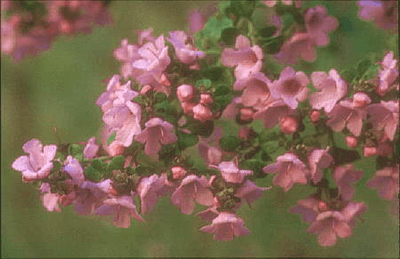 Round-Leaf Mint Bush Pink (Prostanthera rotundifolia)