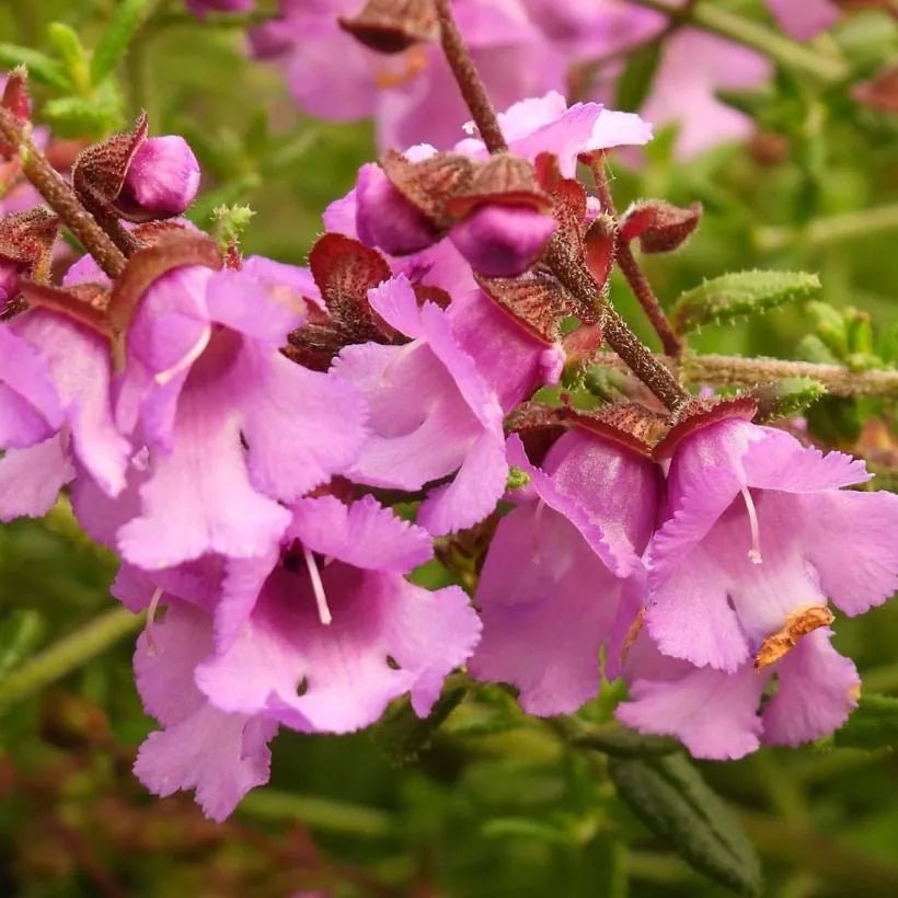 Round - Leaf Mint Bush Pink (Prostanthera rotundifolia) - Ladybird Nursery