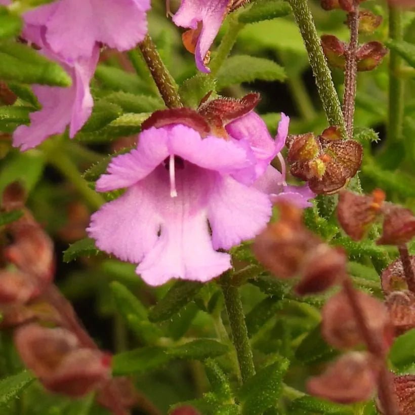 Round - Leaf Mint Bush Pink (Prostanthera rotundifolia) - Ladybird Nursery