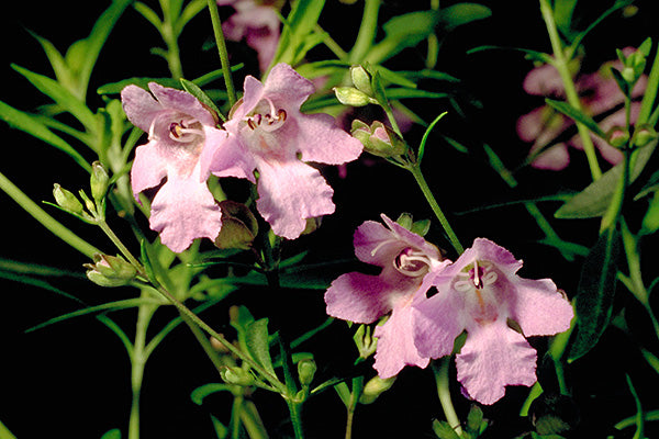 Round-Leaf Mint Bush Pink (Prostanthera rotundifolia)