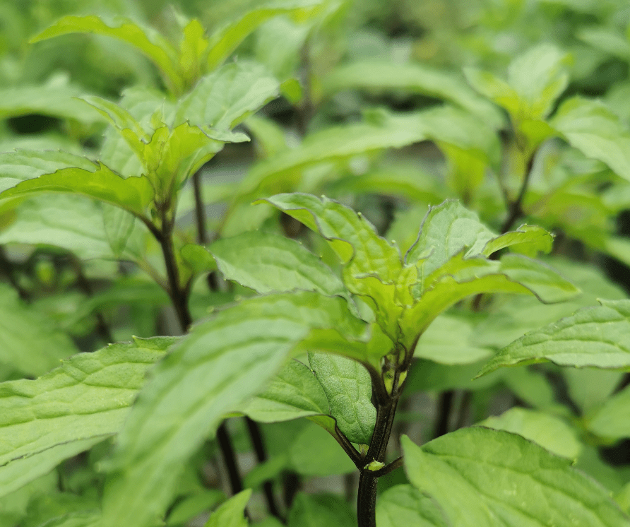 Mint 'Thai' (Mentha) (PICKUP ONLY) - Ladybird Nursery