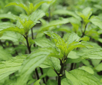 Mint 'Thai' (Mentha) (PICKUP ONLY) - Ladybird Nursery