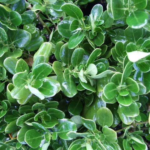 Mirror Plant (Coprosma repens) - Ladybird Nursery