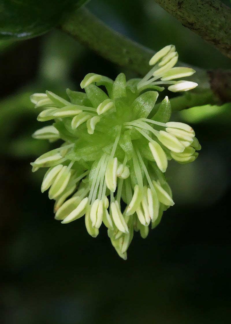 Mirror Plant (Coprosma repens)