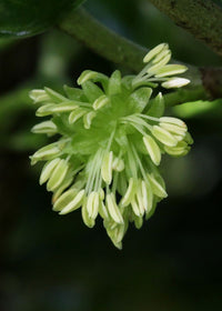 Mirror Plant (Coprosma repens) - Ladybird Nursery