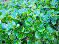 Mirror Plant (Coprosma repens)