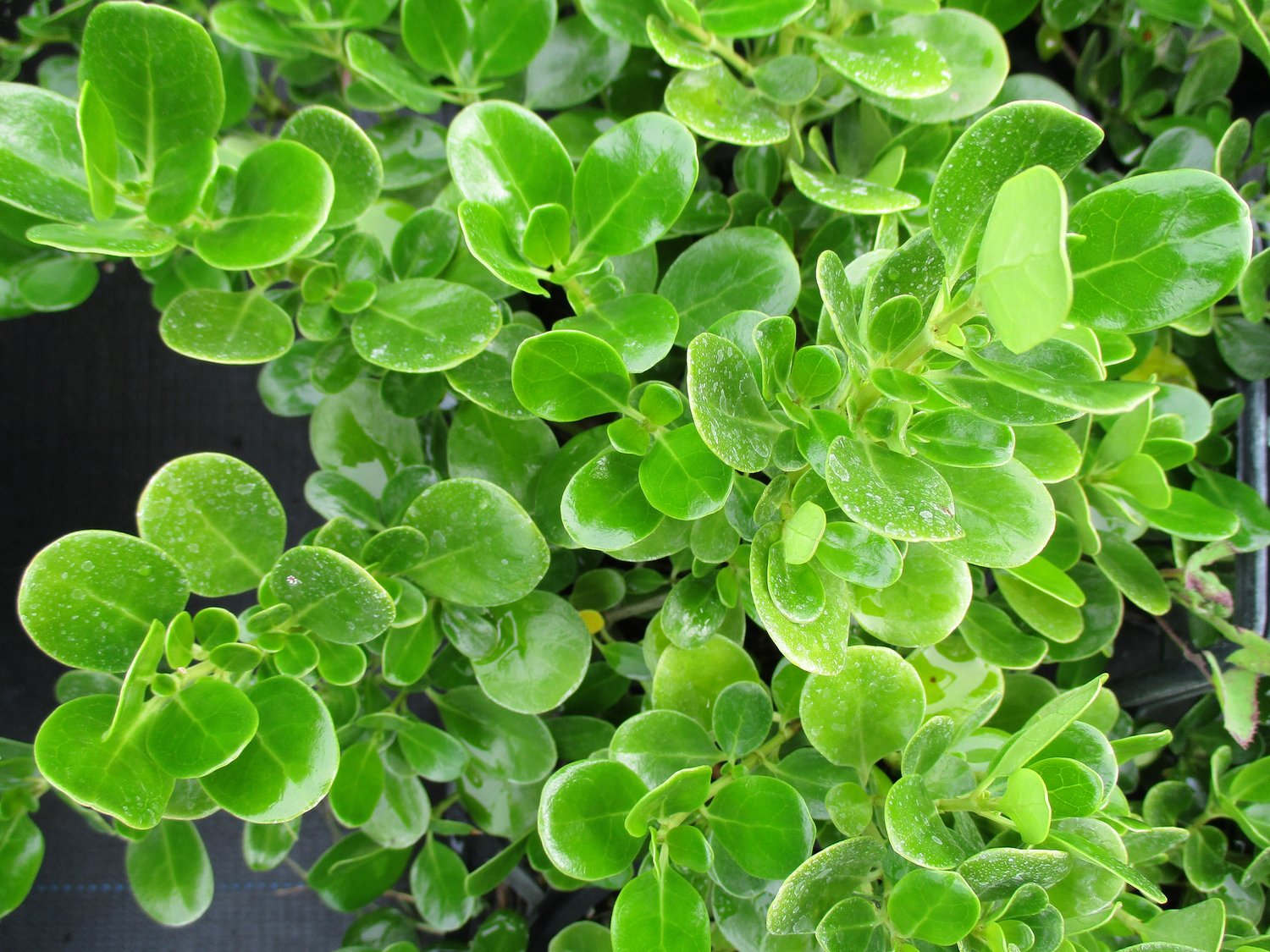 Mirror Plant (Coprosma repens)