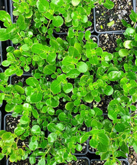 Mirror Plant (Coprosma repens)