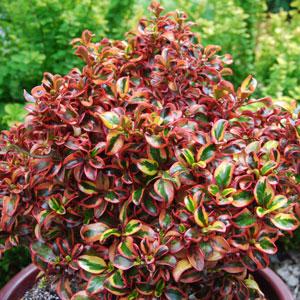 Mirror Plant Inferno (Coprosma repens) - Ladybird Nursery