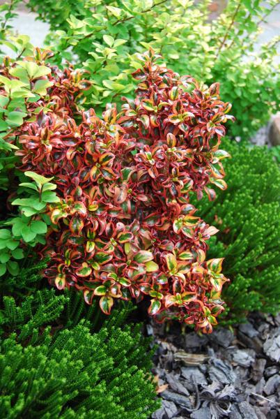 Mirror Plant Inferno (Coprosma repens) - Ladybird Nursery