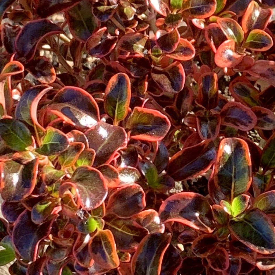 Mirror Plant Inferno (Coprosma repens) - Ladybird Nursery