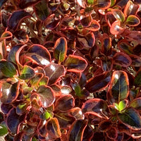 Mirror Plant Inferno (Coprosma repens) - Ladybird Nursery