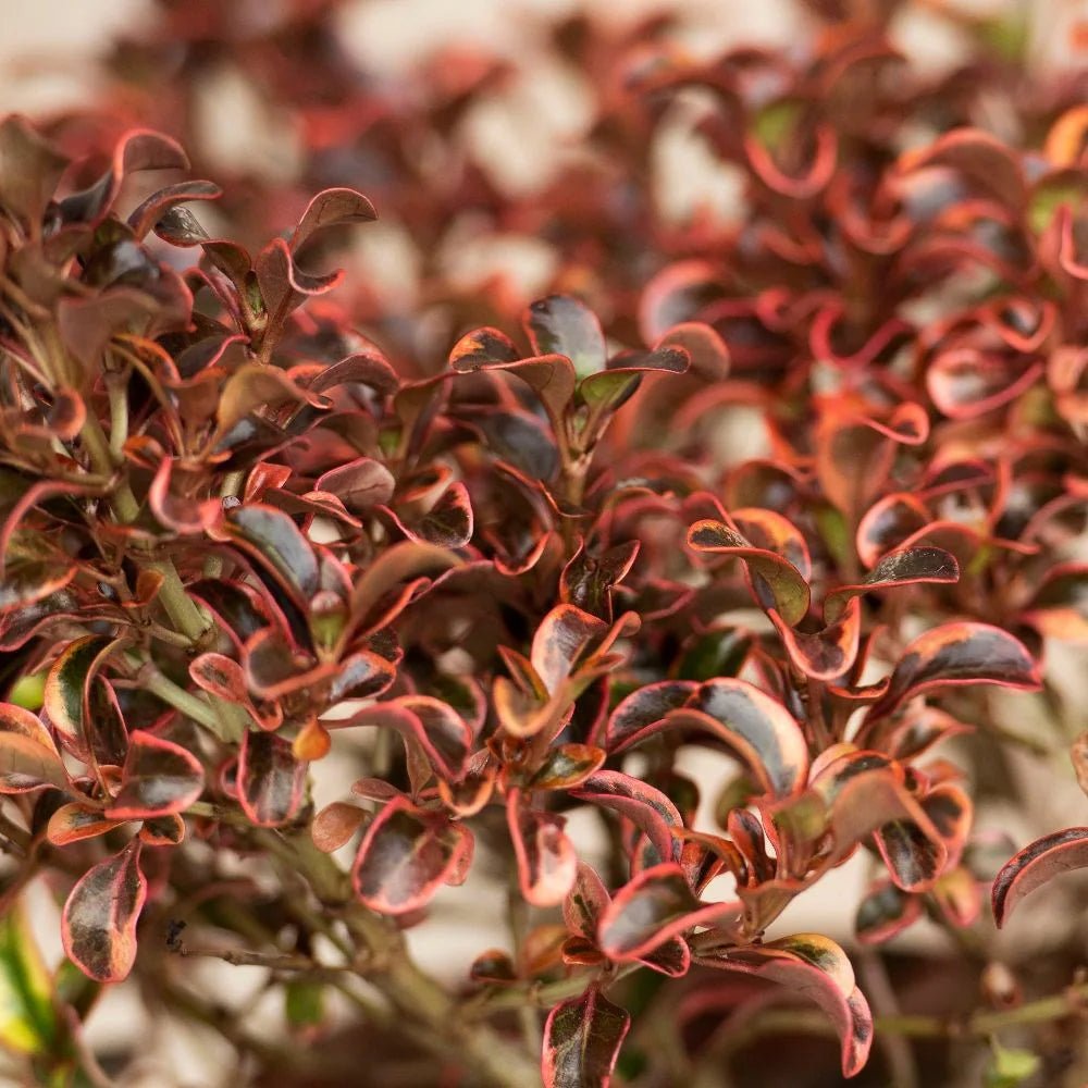 Mirror Plant Inferno (Coprosma repens) - Ladybird Nursery