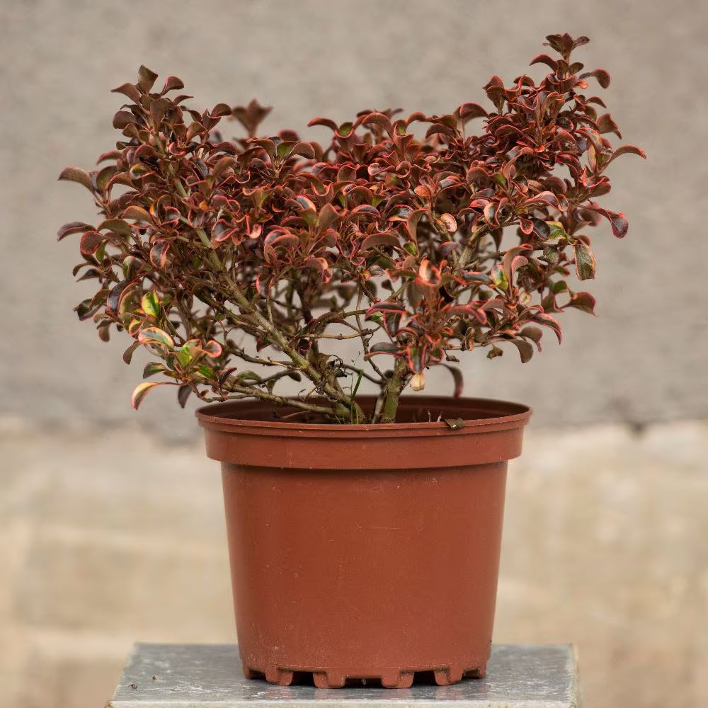 Mirror Plant Inferno (Coprosma repens)