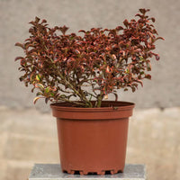 Mirror Plant Inferno (Coprosma repens)