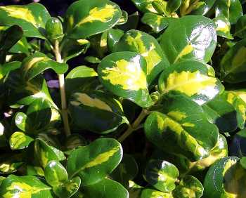 Mirror Plant Picturata (Coprosma repens) - Ladybird Nursery