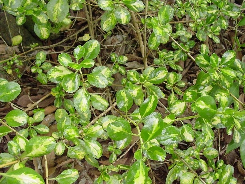 Mirror Plant Picturata (Coprosma repens)