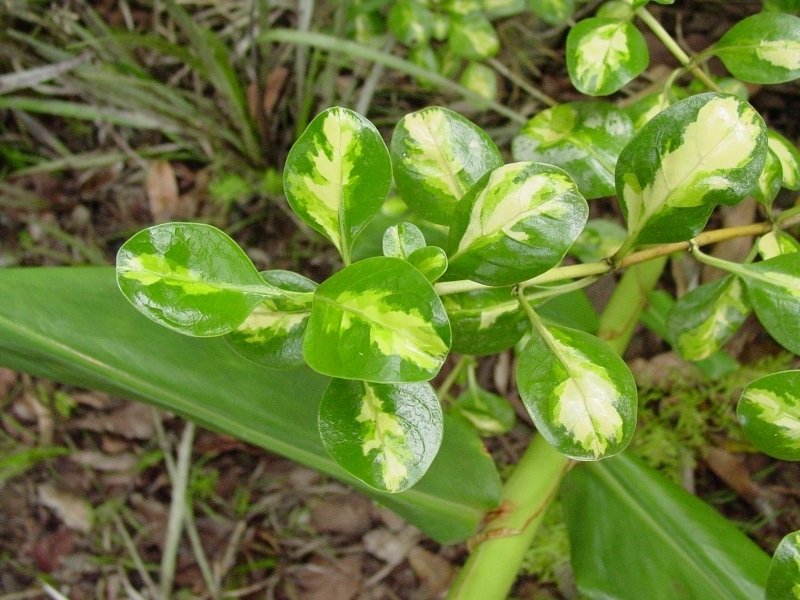 Mirror Plant Picturata (Coprosma repens)