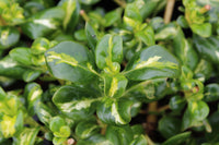 Mirror Plant Picturata (Coprosma repens)