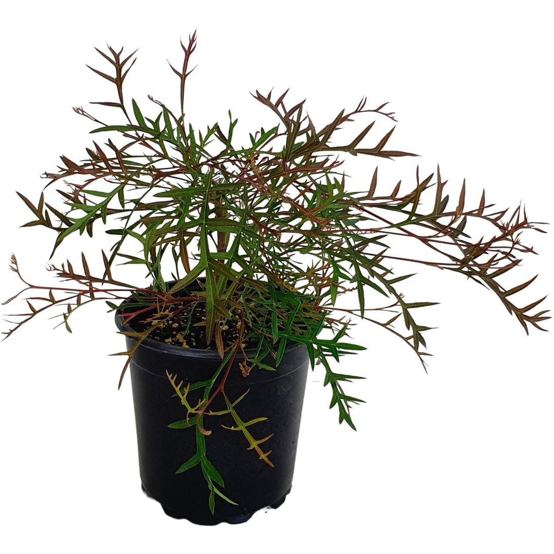Grevillea Bronze Rambler - Ladybird Nursery
